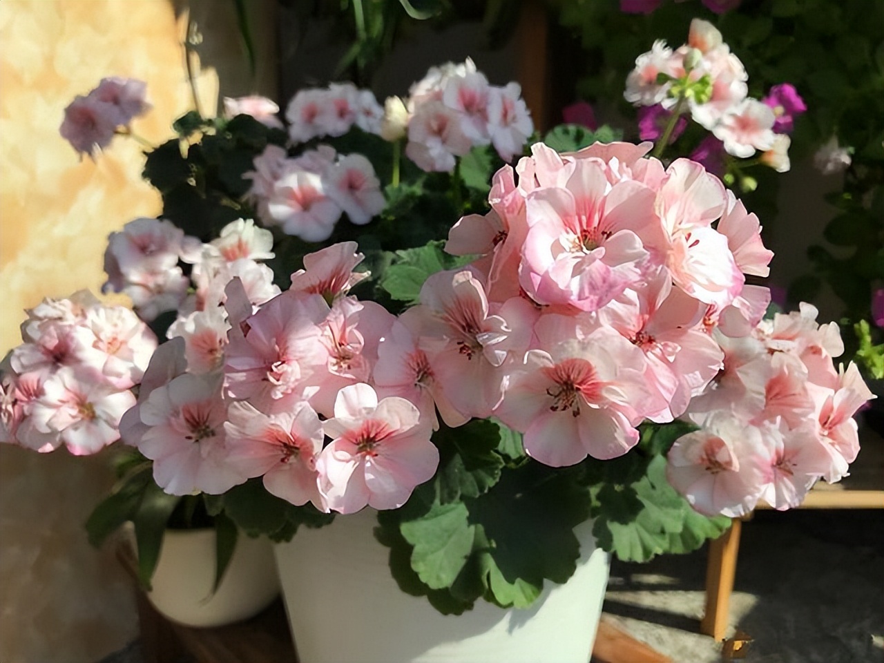 家里养花花草草便宜好养推荐,最便宜又好养的4种花草