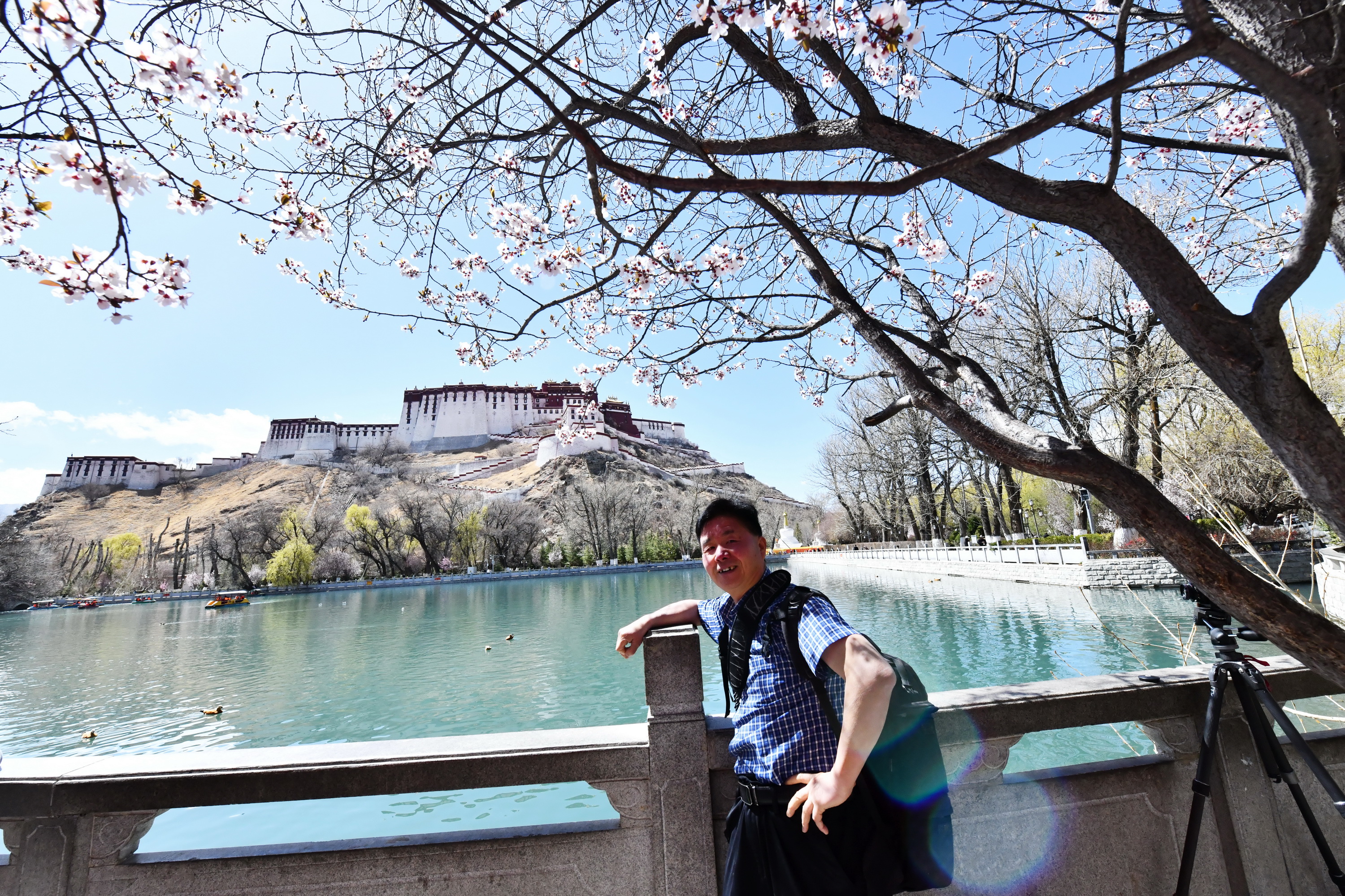 雪域林芝桃花图片 (在雪域江南西藏林芝邂逅漫山桃花)
