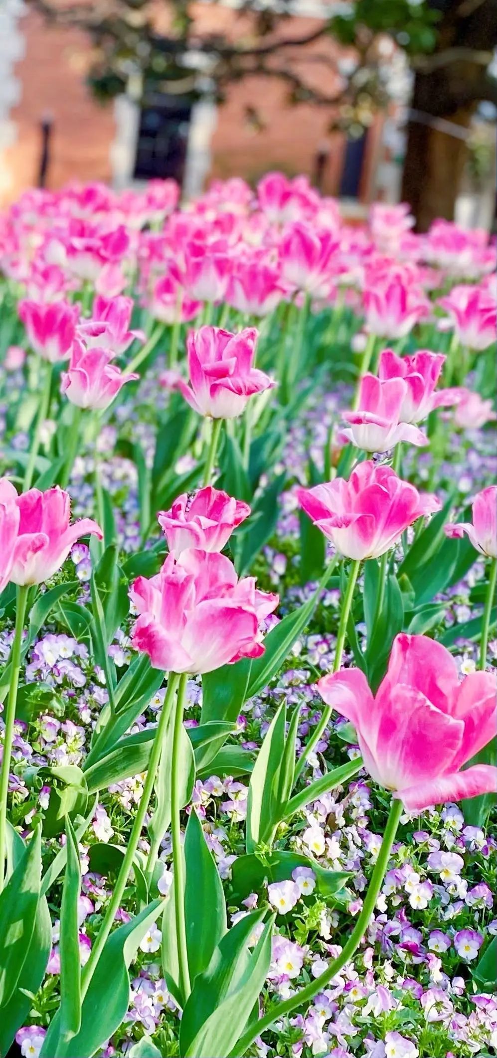 错过了一个秋天,错过了一个春秋