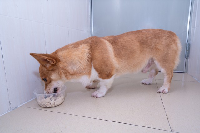 养殖100条母狗能赚多少钱,养殖土狗100只母狗一年能赚多少钱