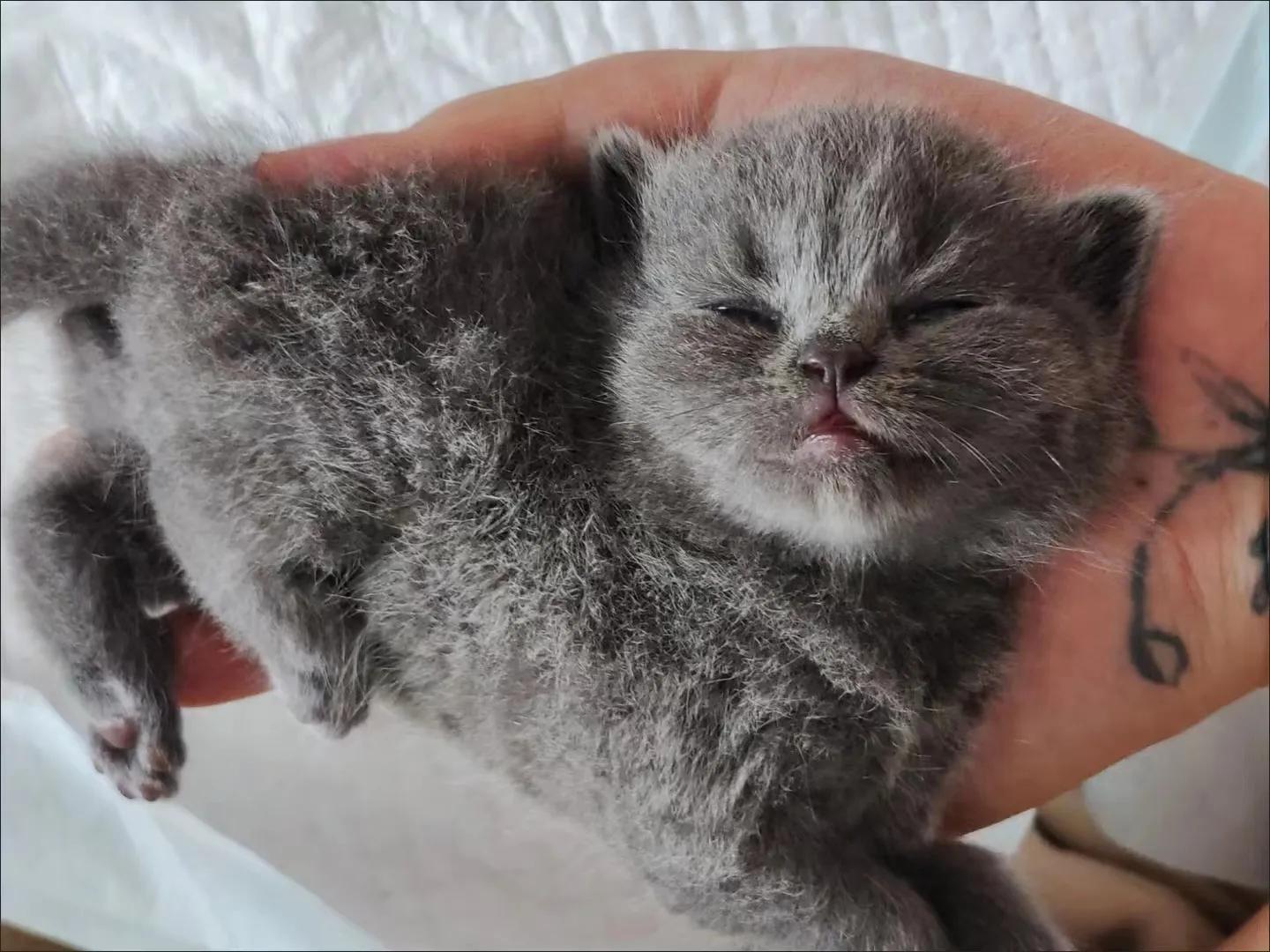 母猫的恶露怎么处理,母猫产后流血不吃东西