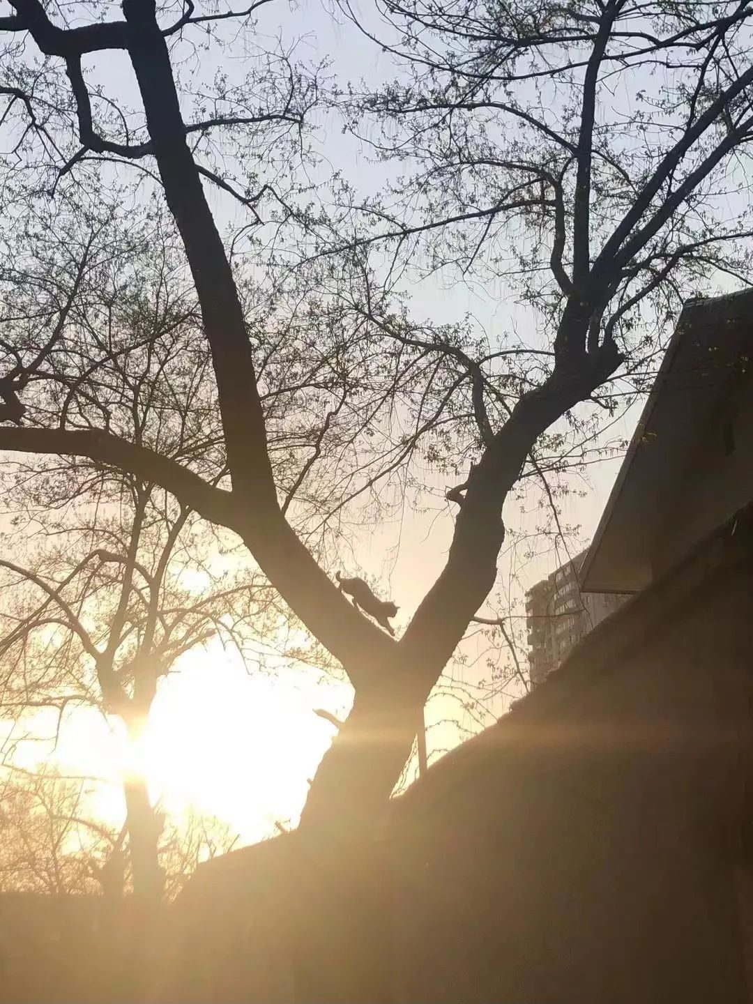 全国首个宠物方舱媒体评论,全国首个宠物方舱建成