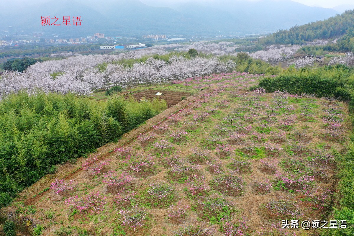 3月份看樱花去哪里看最好,三月中旬最值得去欣赏的樱花最美