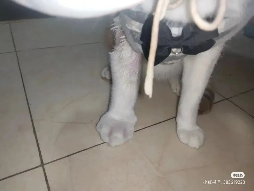 速度扩散，9.9元网红玩具竟成了猫咪的索命凶器？千万别买！