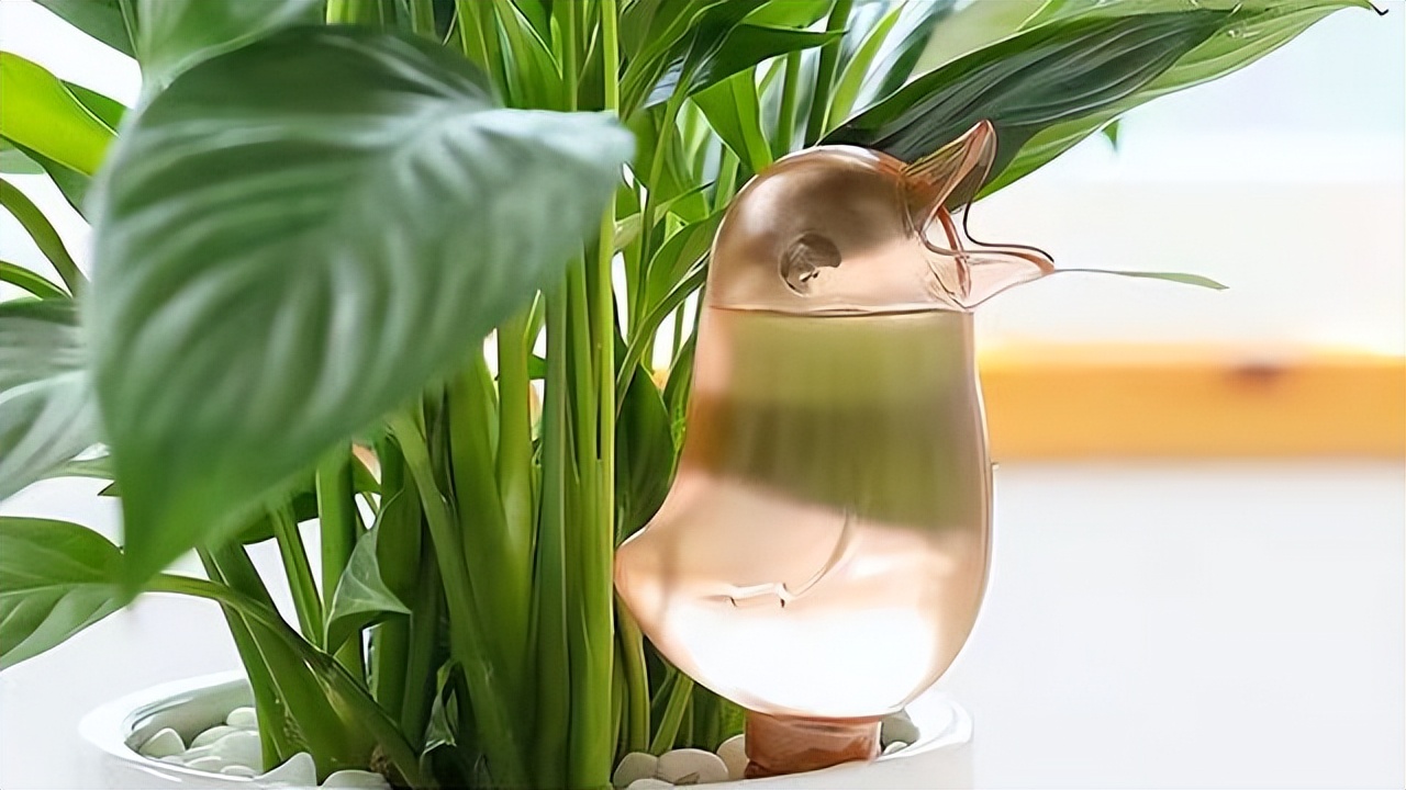 养花必买的有什么东西,养花必备的10件神器