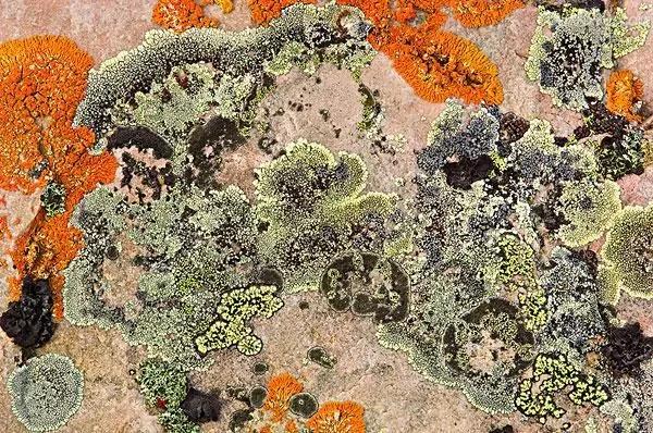 地衣植物,地衣附生植物