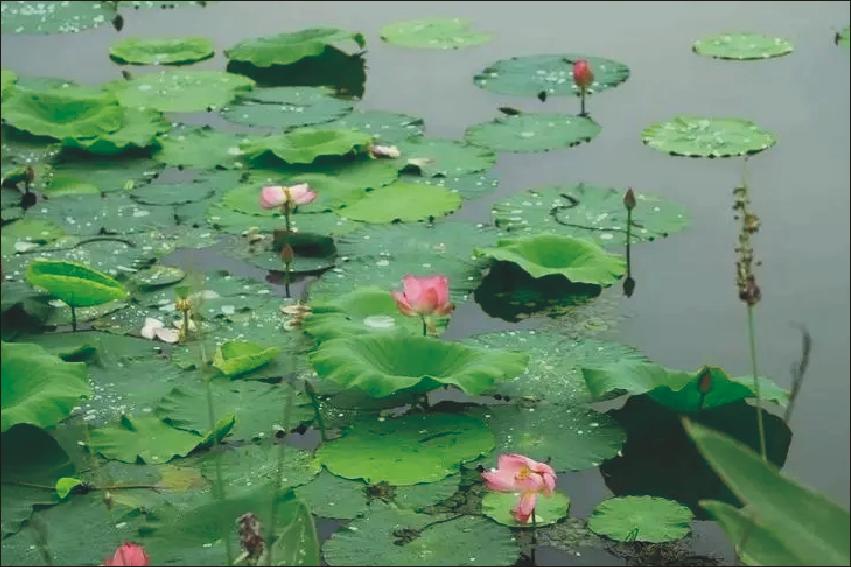苏州古城区的雨中之美，雅致、温婉，梦境般的静美