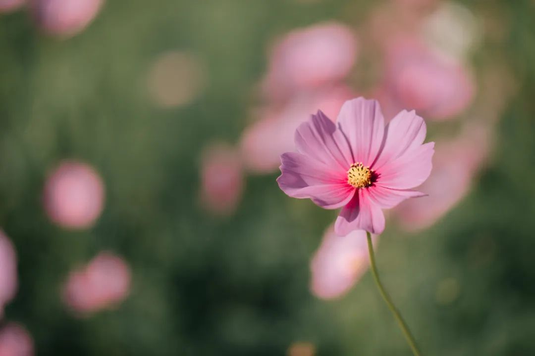 惊艳到你的冷门成语你都知道吗,18个美到骨子里的冷门成语