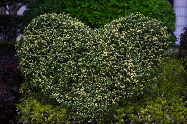 小叶女贞,小叶女贞球