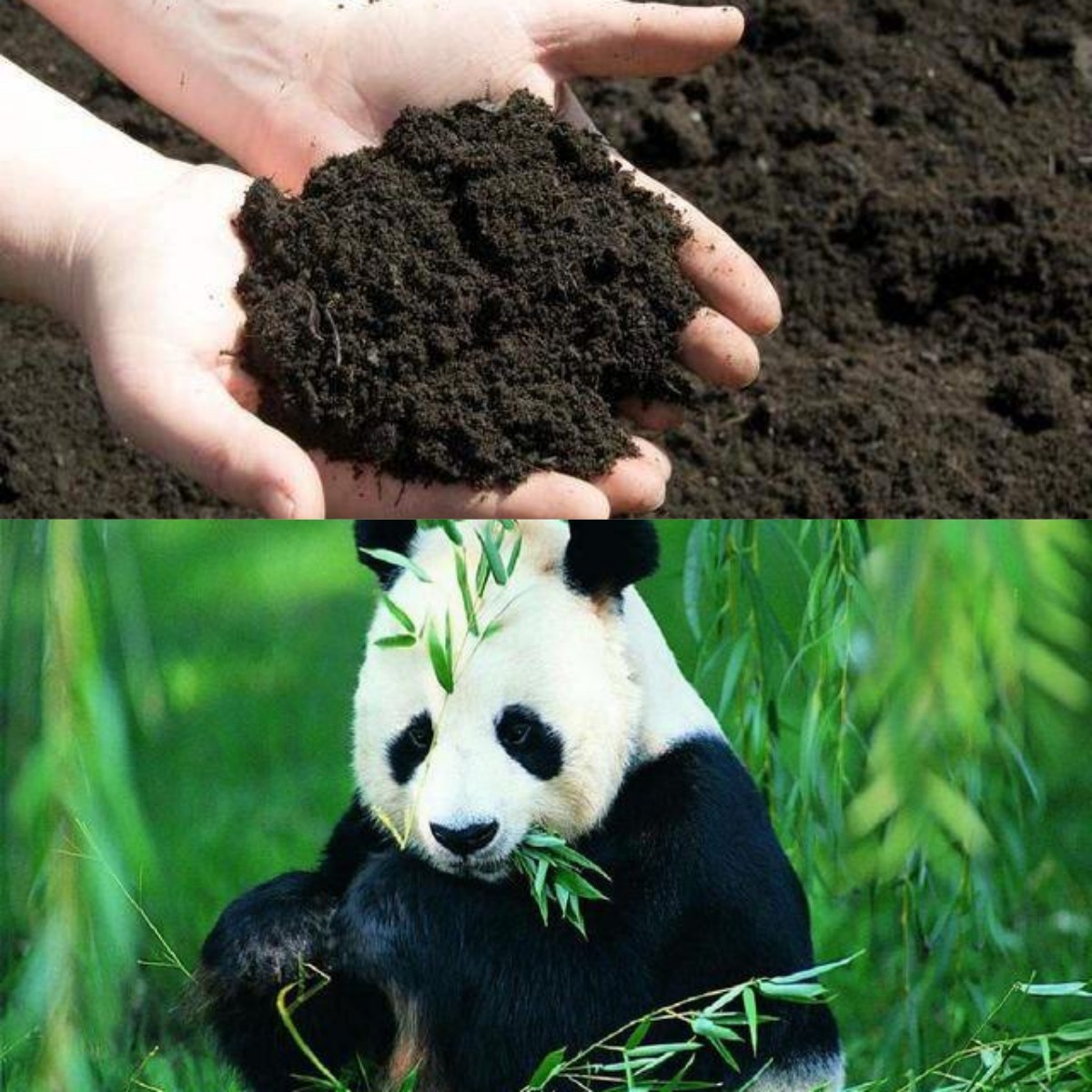 黑土为什么被称为土地中的大熊猫,野生大熊猫值钱吗