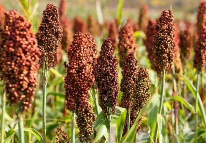 梦之蓝为什么那么难喝,梦之蓝宴席版和普通版的区别