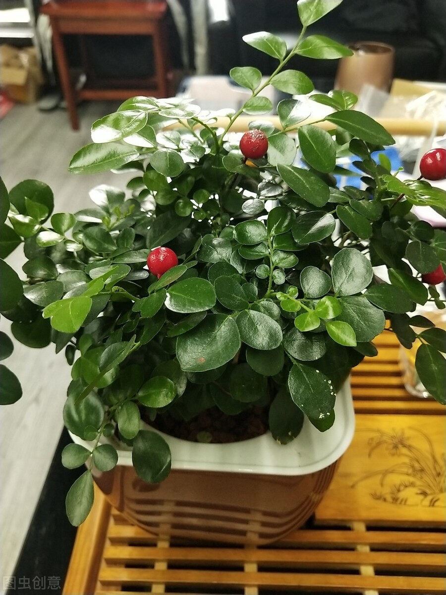 咋样能让九里香开很多花,九里香养多长时间才能开花