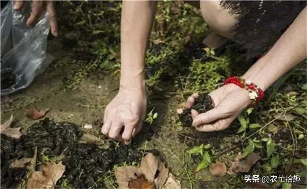 农村下雨后的野菜,下雨野外捡野菜视频