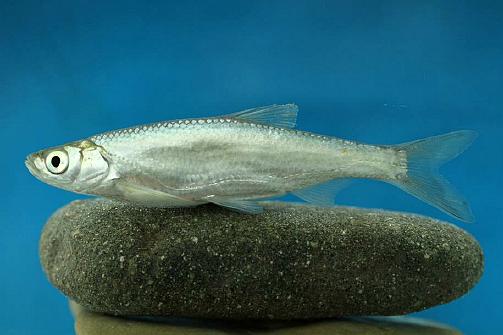 黑龙江三花五罗十八子图片,黑龙江名鱼三花五罗