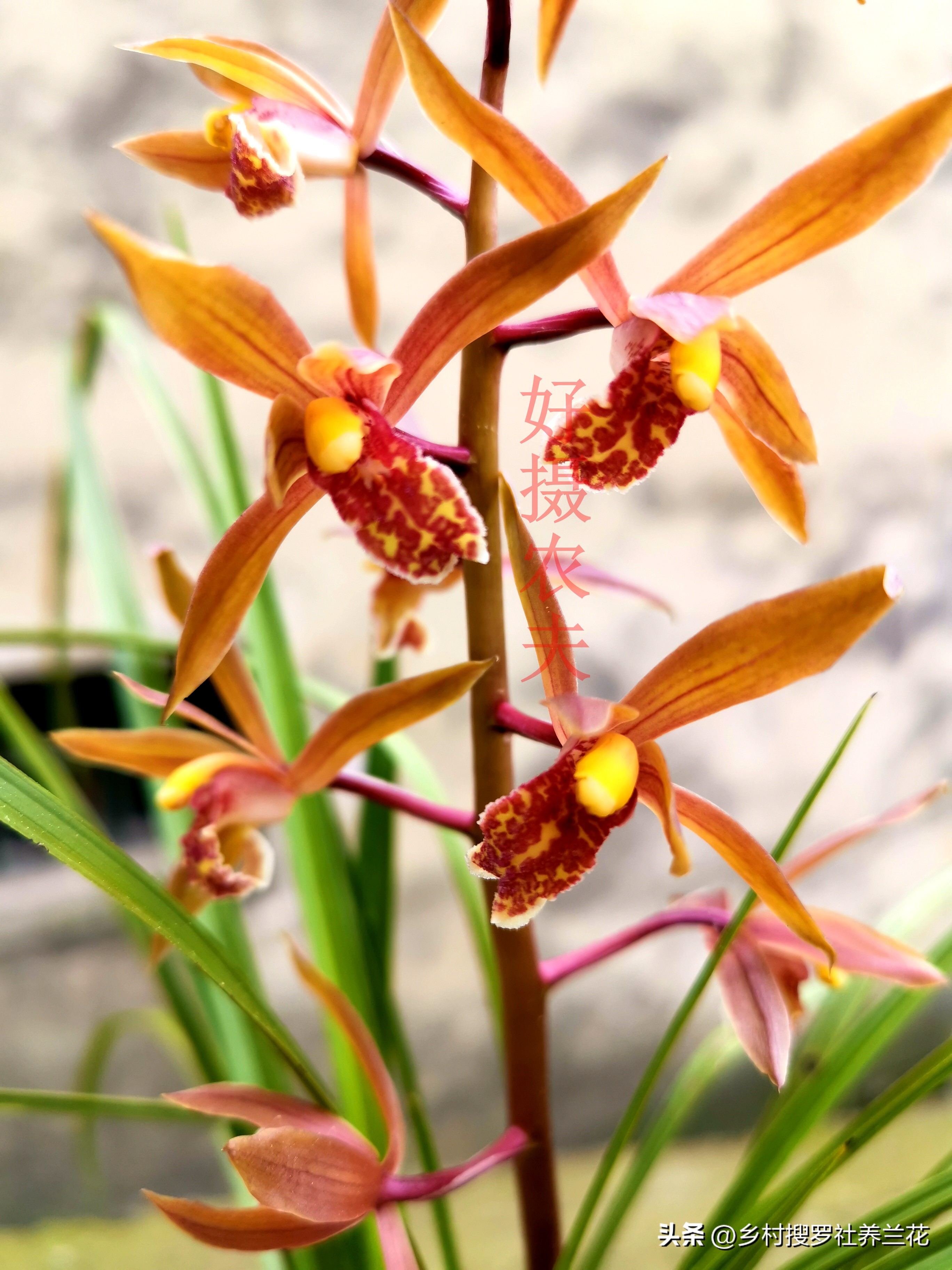 蕙兰开花浇什么水最好,养大花蕙兰什么时候控水