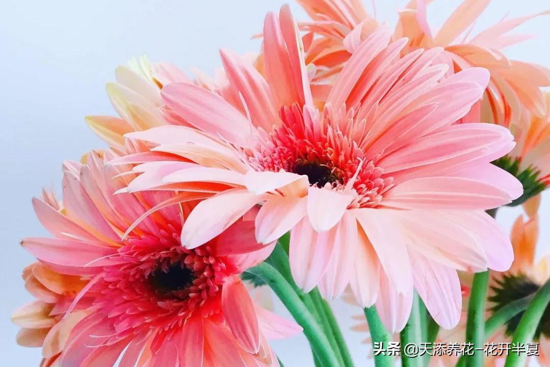 扶郎花的花语和寓意150字简介,扶郎花的花语和寓意