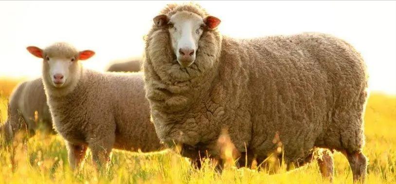 索科罗岛美利奴羊羔的形态描述和体重预测