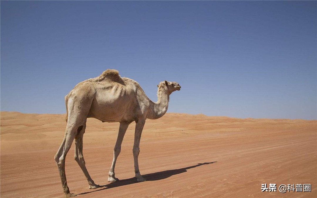 为什么渴死在沙漠里的骆驼不要碰,在沙漠里遇到死骆驼为什么不能碰