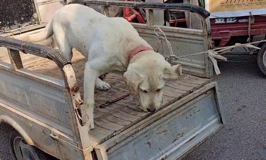 被主人抛弃的拉布拉多被人捡了,拉布拉多犬走丢一年后看见主人