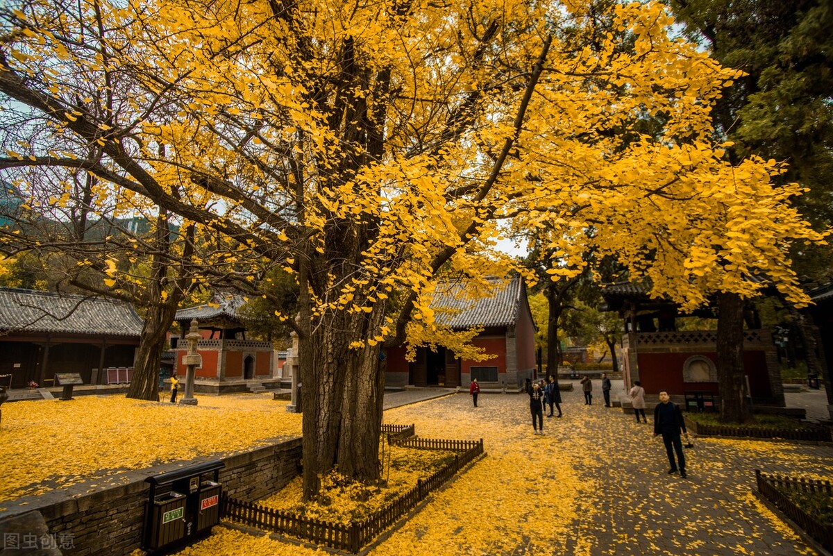 没想到济南的秋天竟然可以这样美,秋天济南哪个景区最美