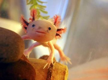 六角恐龙在墨西哥的原生态环境,娃娃鱼墨西哥钝口螈六角恐龙