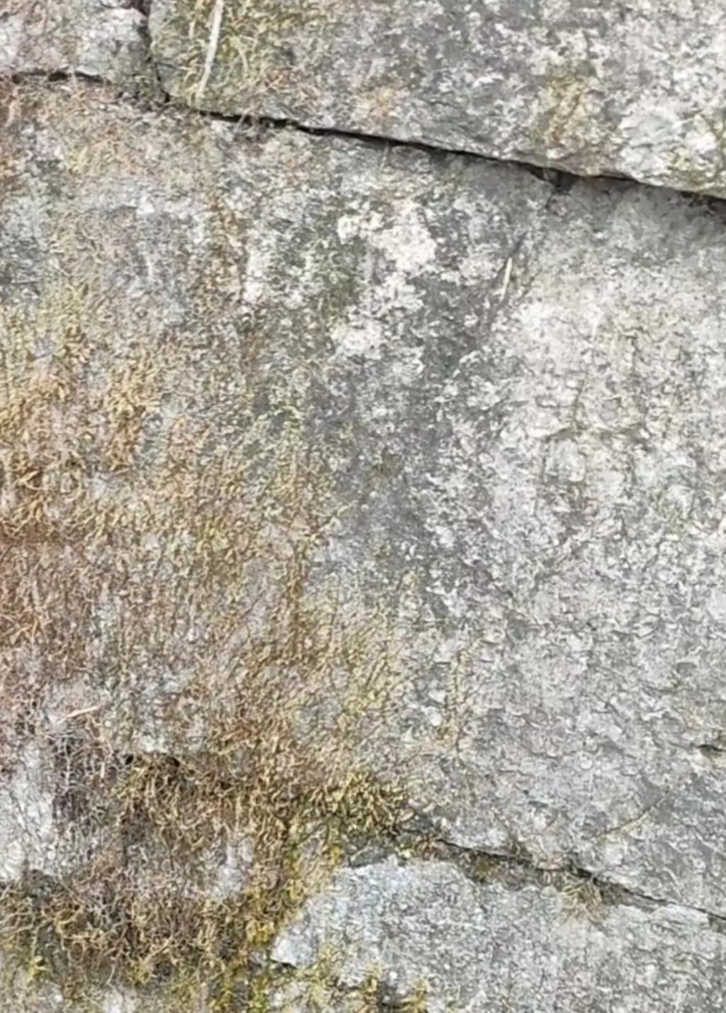 再登井冈山,再登黄山之巅