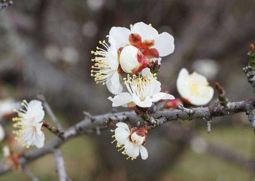 宋朝以后到如今最经典的10首七律,宋诗五律十大巅峰之作