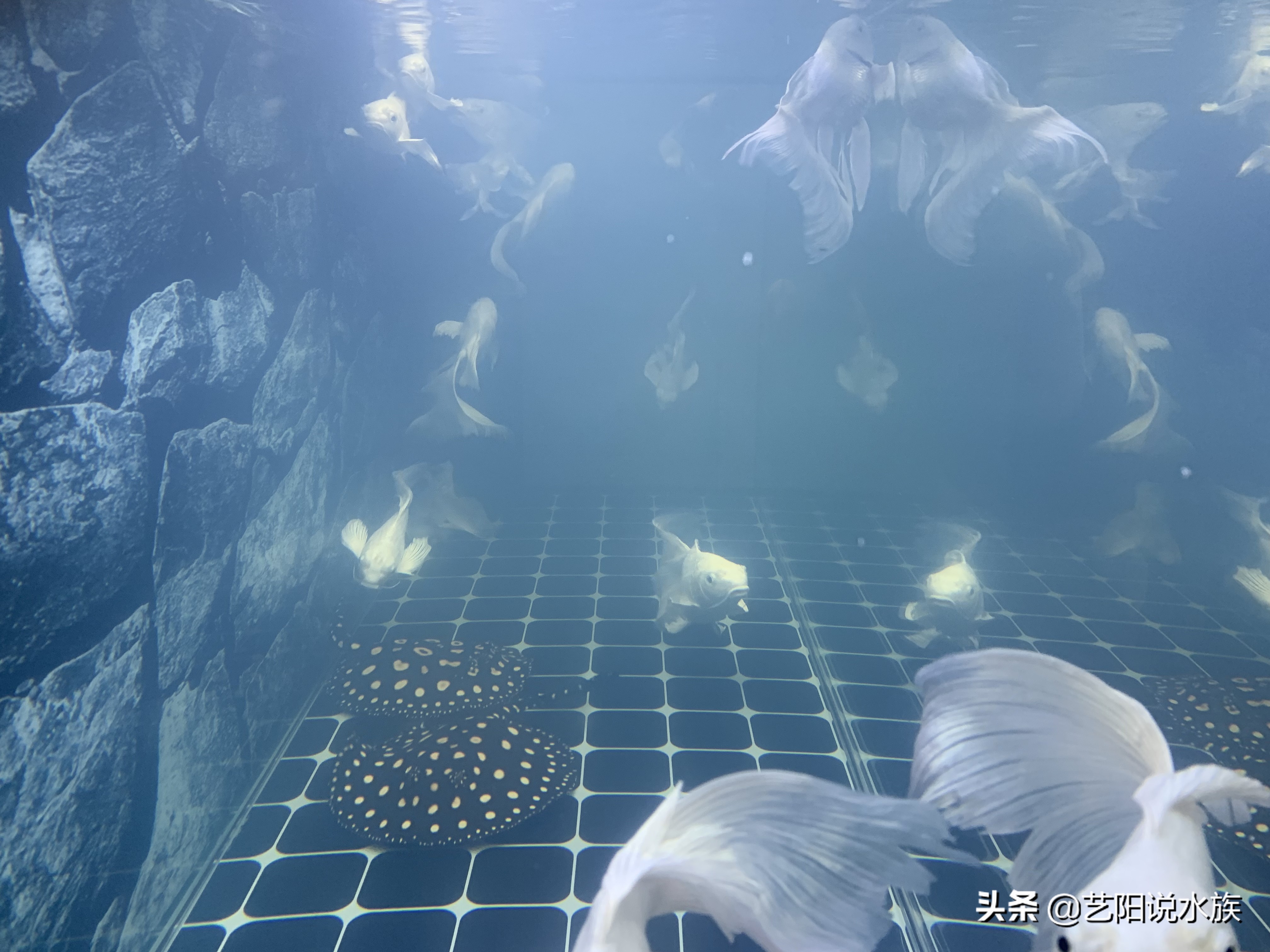 鱼缸白雾对鱼的影响,鱼缸白雾