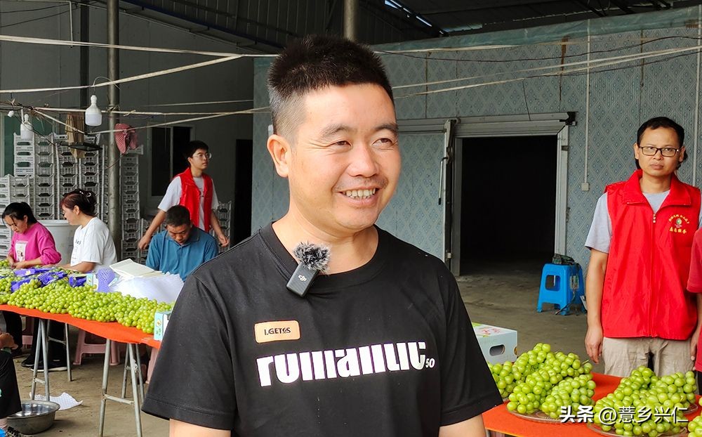 大凉山阳光玫瑰采摘,大阳光玫瑰各地采摘时间