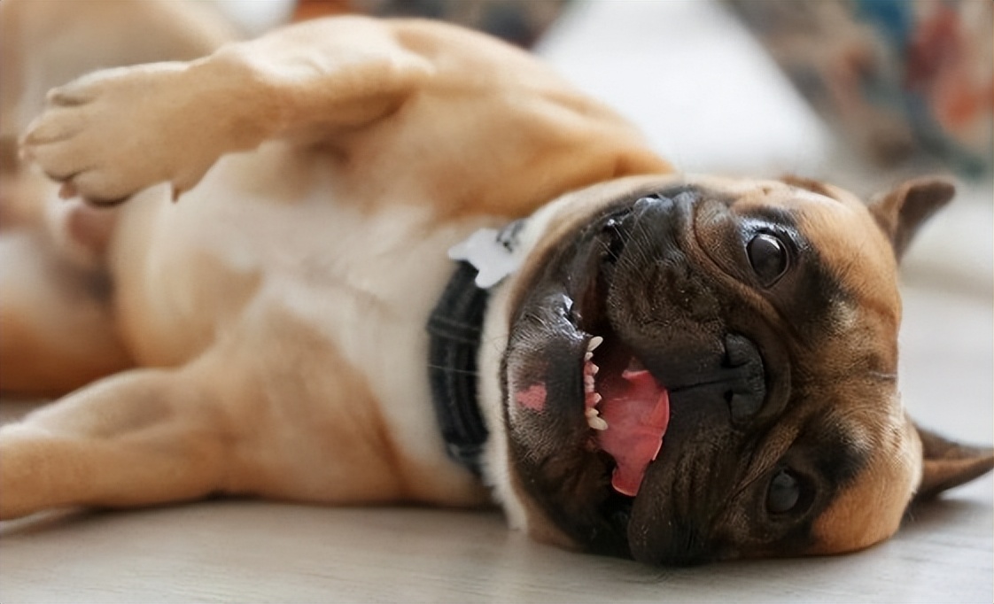 狗狗脱水是什么症状,狗狗脱水了是什么症状