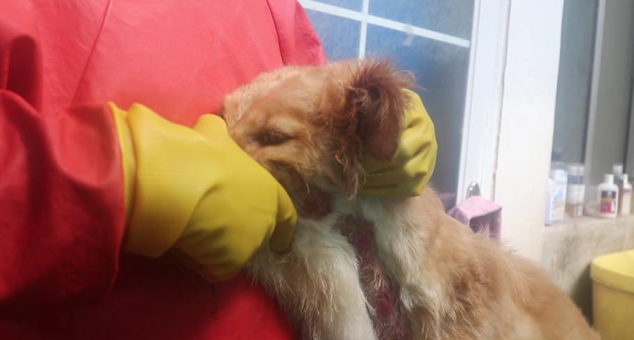 金毛皮肤病治愈后部分地方不长毛,金毛得了皮肤病精神极度不佳