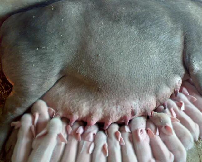 母猪配不上崽怎么办,母猪配不上有啥好办法