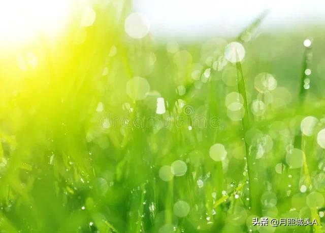 一花一世界一叶一菩提哲理散文,一花一世界一叶一菩提的美文