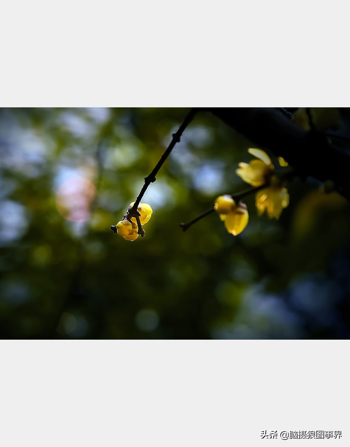 教你几个拍摄腊梅的摄影技巧干货,腊梅花怎样拍照好看