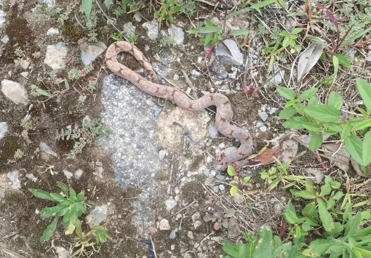 下手真狠，蛇头都给打歪了。