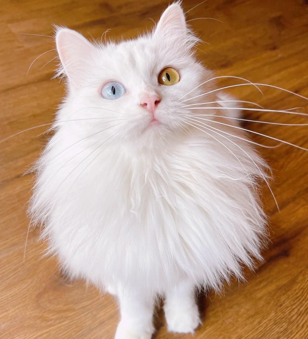 养了一只田园猫应该注意些什么,养田园猫的基础知识