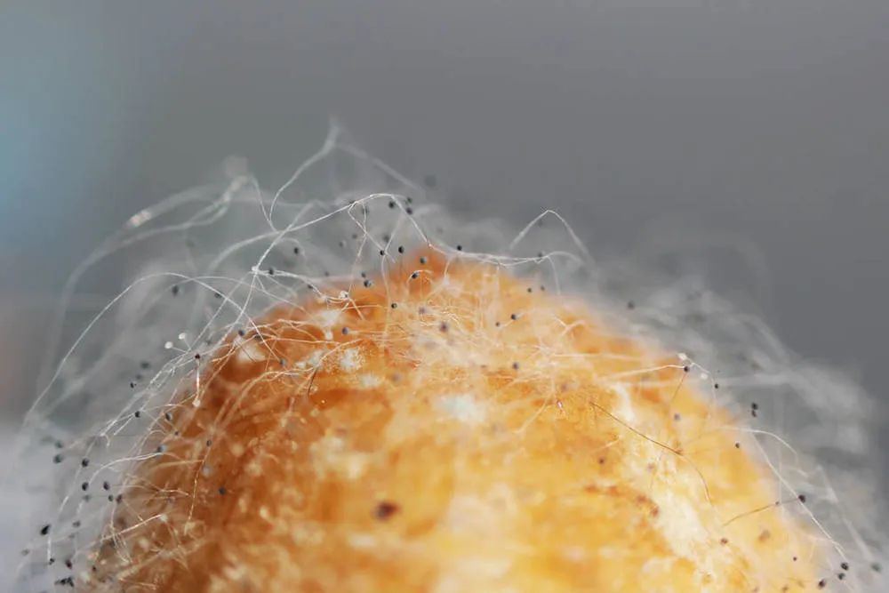 长霉点怎么处理,长霉的东西怎么处理