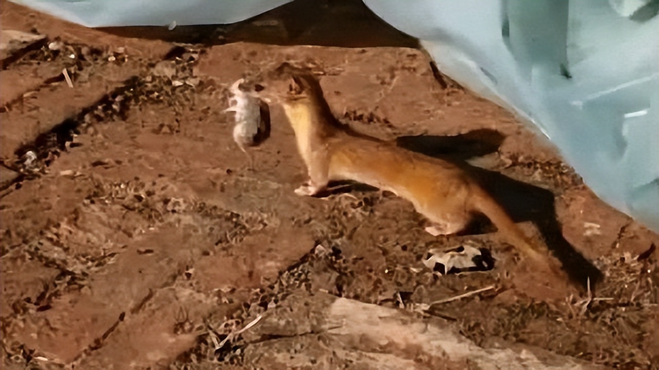 黄鼠狼浑身是宝是真的吗？为何很少有人养殖？