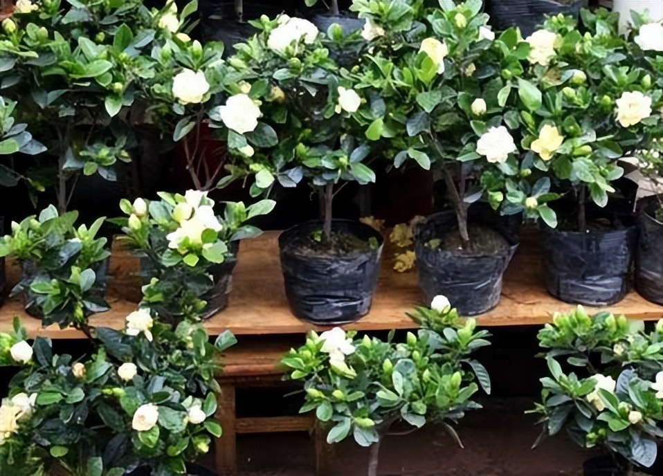 助睡眠的植物有哪些,能促睡眠的植物