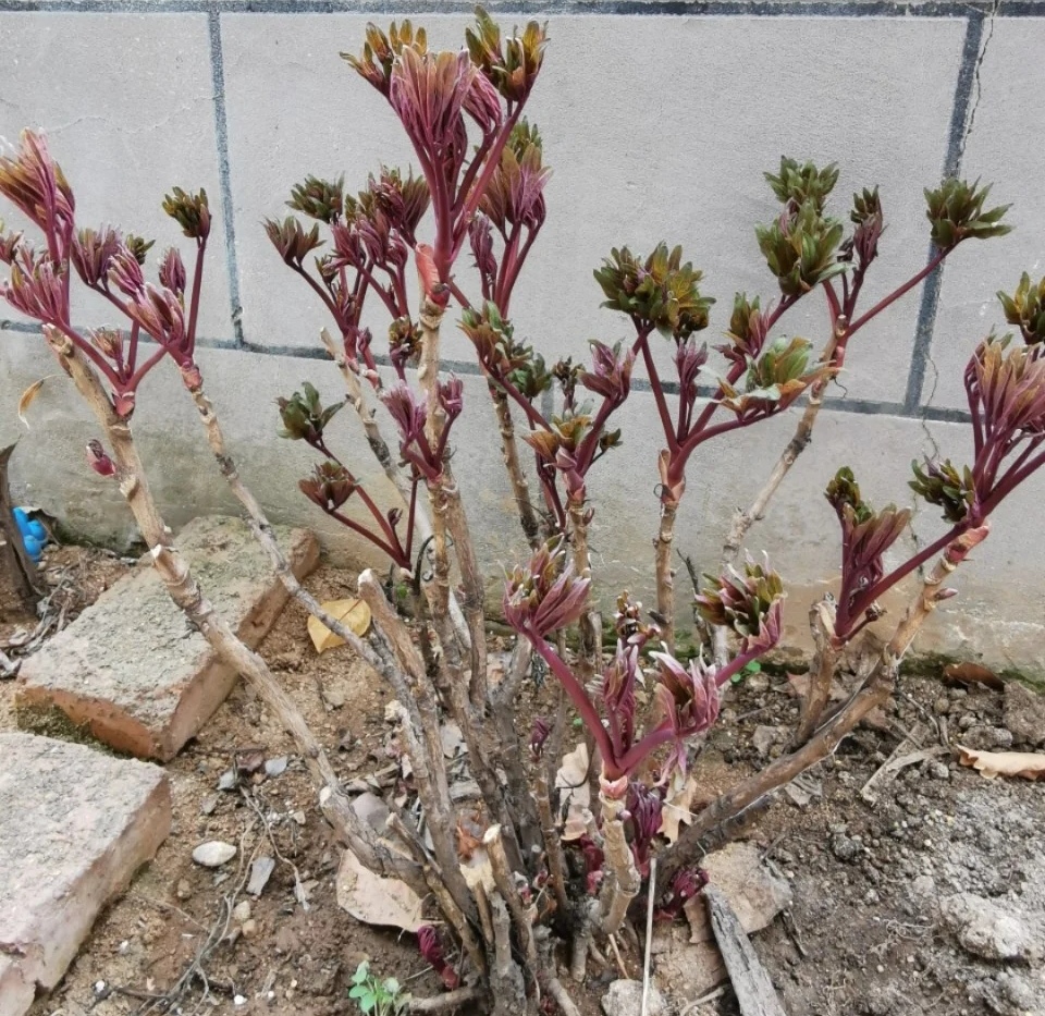 最好看最难养的花卉有哪些,最好养的10种花