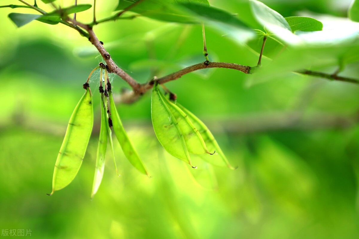 近水楼台先得月谁讲的,近水楼台先得月背后的故事