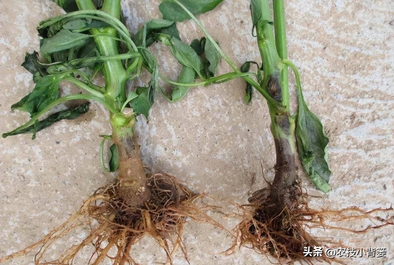 什么杀菌剂有控旺的功效,治死苗烂根最好的杀菌剂是