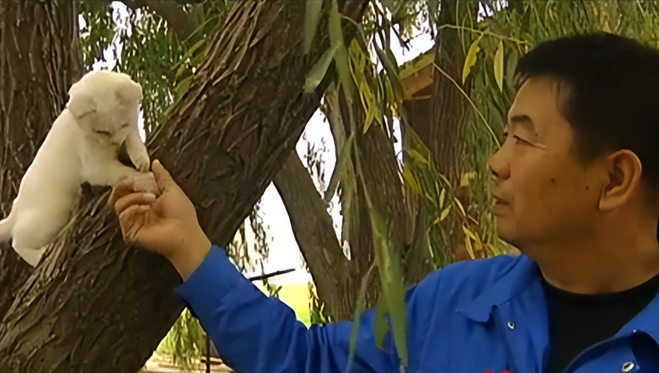 辽宁国家粮仓遭鼠患，员工训练流浪猫当兵入伍，厂内上演猫鼠大战