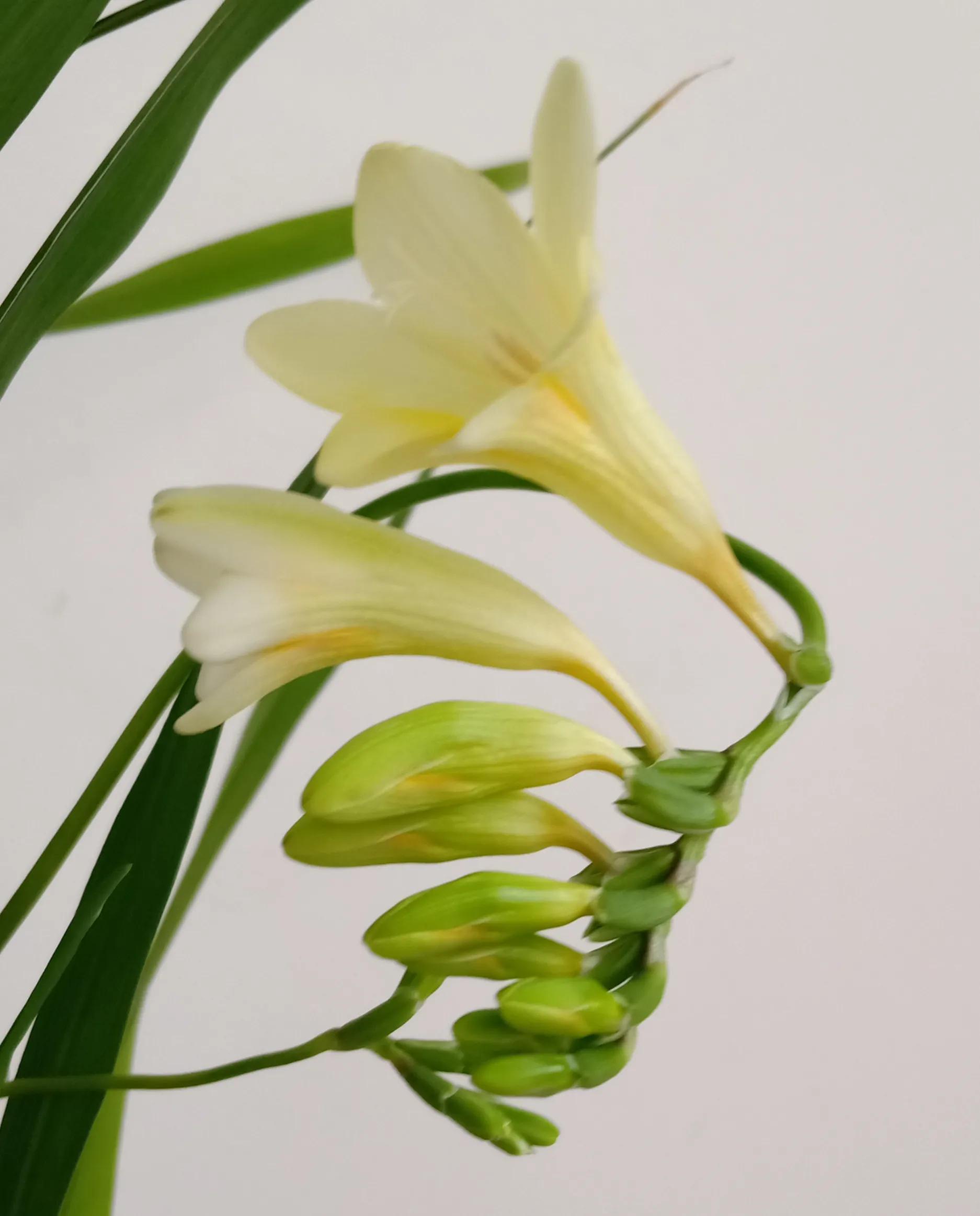 我的花花草草们之香雪兰