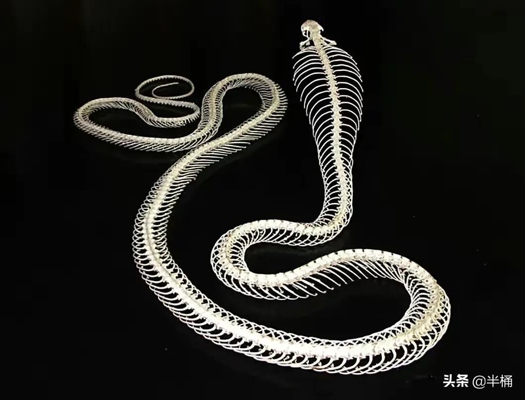 蛇出没的地方怎样预防,野外遇到蛇注意事项