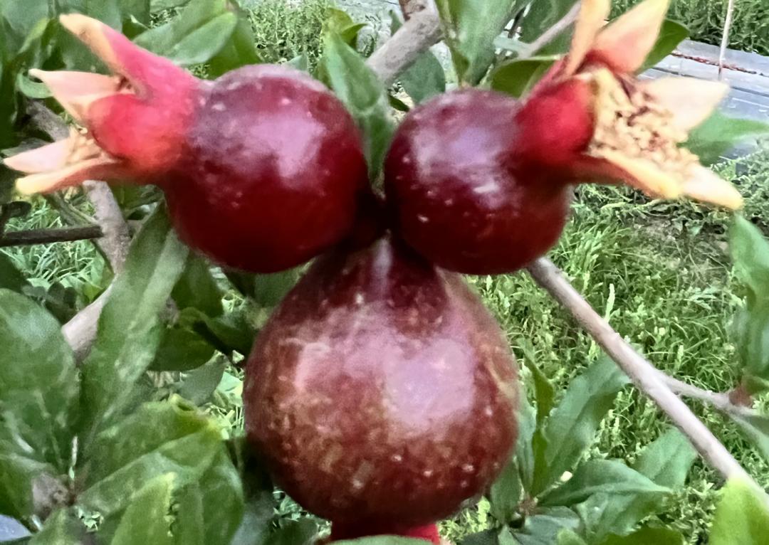 当我请出秋天的“顶榴”，阁下该如何应对？