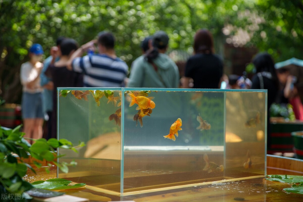 金鱼要怎么养比较好,金鱼如何才能养得好