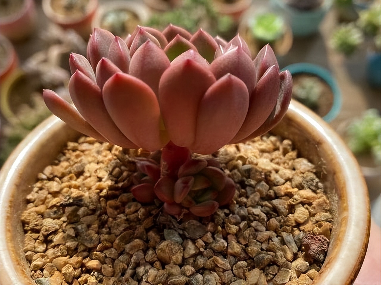 多肉红宝石夏季多长时间浇一次水,多肉红宝石徒长