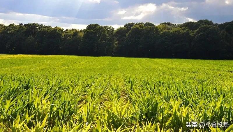 农业板块逆势大涨机构密集调研,农业板块大涨释放什么信号