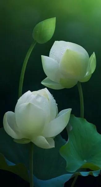 漂亮美丽的荷花壁纸,雨中荷花壁纸荣盛城